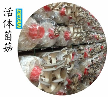 shiitake, oyster,reishi mushroom logs/mushroom spawn