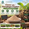 ريزوفاغوس غير النظامية و Glomus spp. ملقحات الميكوريزا لإدارة الجذور والتربة