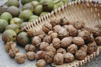 Fresh Crackable In Shell Walnuts For Home Consumption