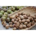 گردو تازه ترک خورده در پوسته برای مصرف خانگی