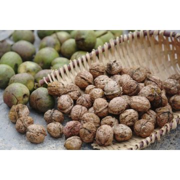 گردو تازه ترک خورده در پوسته برای مصرف خانگی