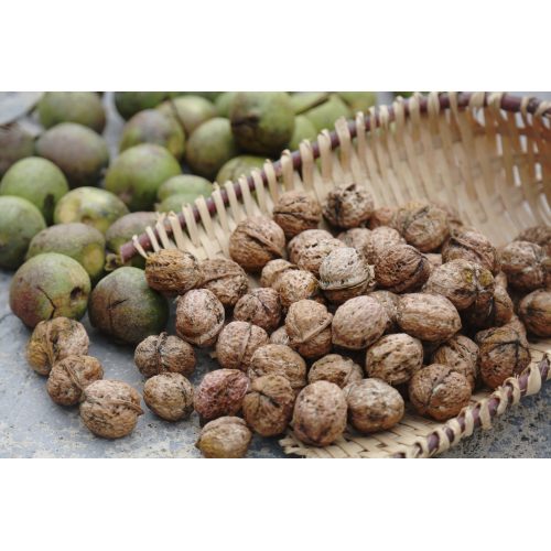 گردو تازه ترک خورده در پوسته برای مصرف خانگی