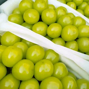 best Sunshine Rose Grapes