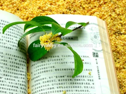 Sweet osmanthus Sweet olive Tea olive Fragrant olive seeds for growing beautiful flower trees