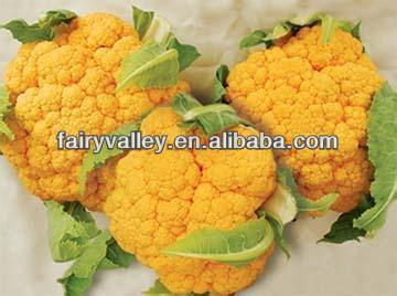 High Yield Chinese F1 Hybrid Yellow Broccoli Seeds
