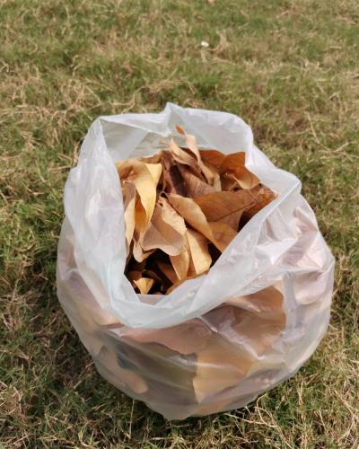 EN13432/BPI Certified 100% Bio-degradable Muck Leaf Bags