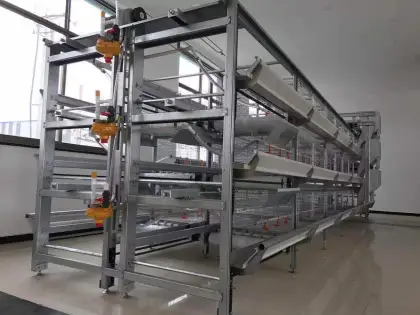 Automatic Poultry Breeding Equipment for Egg Layer Chicken Farming in Congo