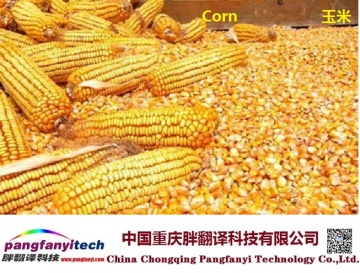 Natural Tasty Healthy Self-produced Corn