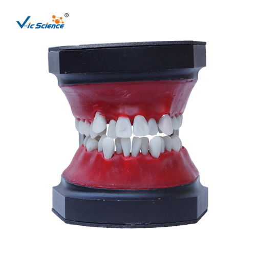 Οδοντιατρικό μοντέλο τυπογραφικών δοντιών Teeth