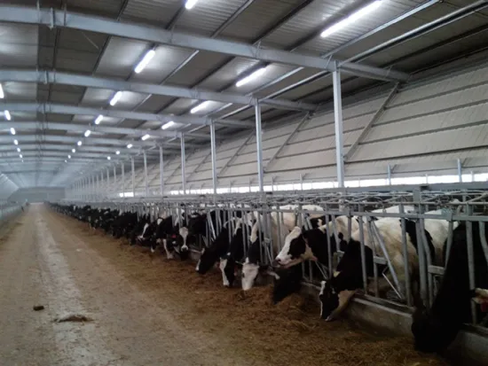 Steel structure prefab cowshed