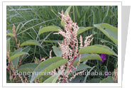 Polygonum Cuspidatum P.E. extract