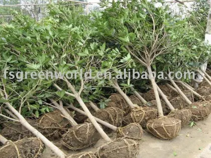 Osmanthus fragrans rootball