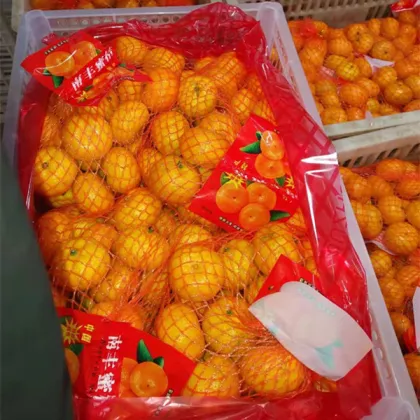 Nanfeng Baby Mandarin Fruits