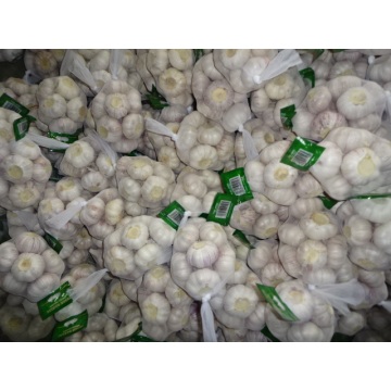 Hot Sale Normal Knoblauch 2020