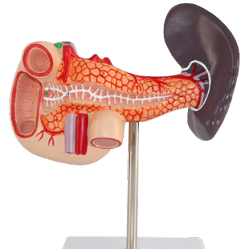 Modelli di malattie pancreatiche, duodenali e spleniche: un motore di ricerca completo