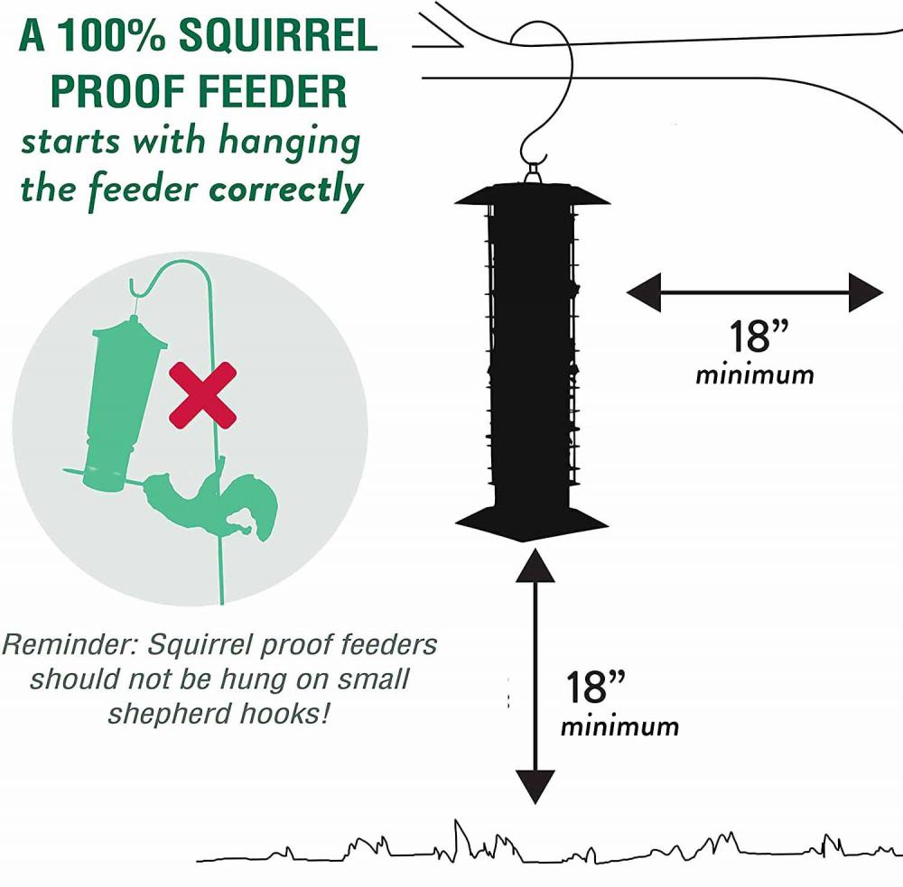 Probas de ardilla de alimentador de aves colgantes