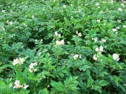 herbicide roundup herbicides organic