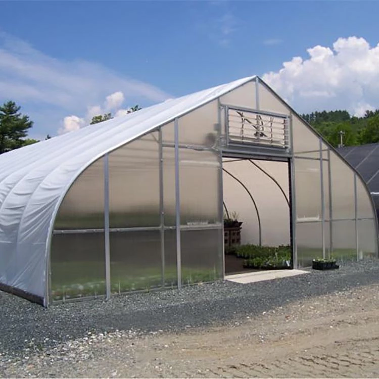 Agricultural Single Span Tunnel Strawberry Greenhouse