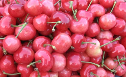 Fresh Cherry