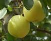 early Su pear