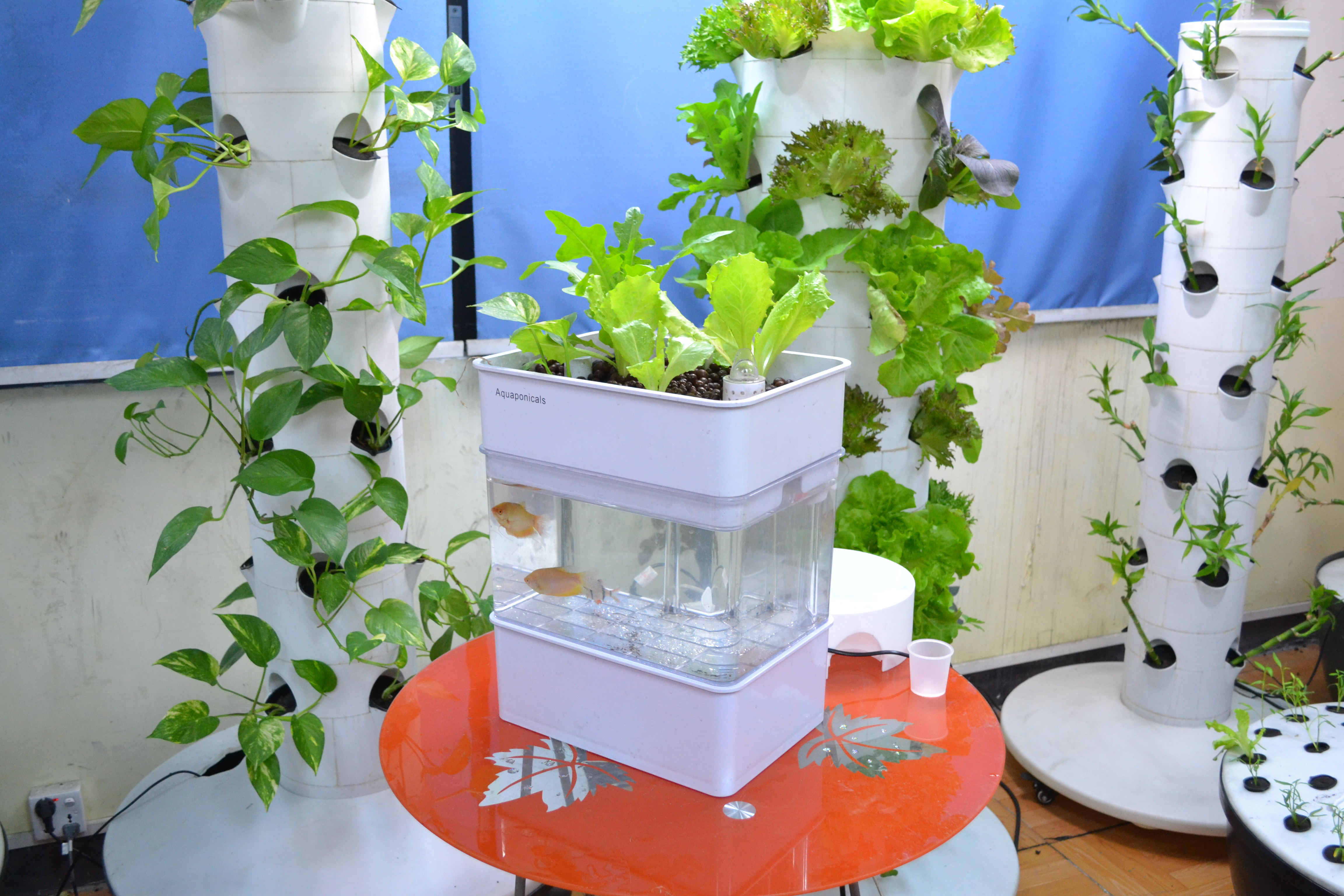 fish tank hydroponic system