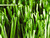 For football Mighty Hollow type artificial grass