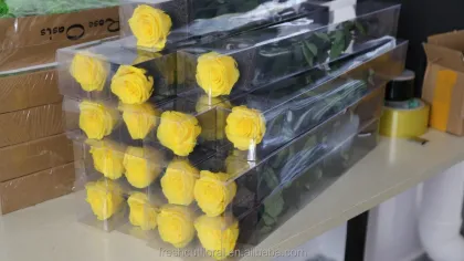 Wholesale Yellow Preserved Roses with Stem - Rainbow