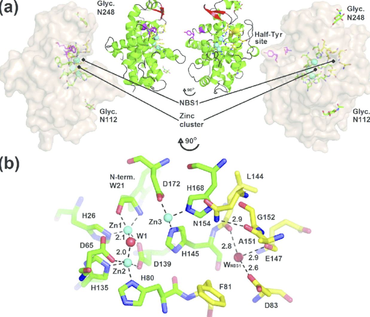 Nucleic Acid Hydrolysis Enzyme