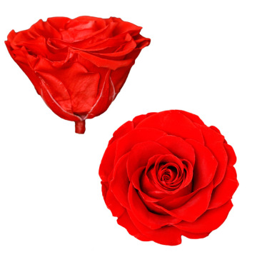 Handmade Preserved Roses - Perfect Anniversary, Birthday, and Christmas Gift