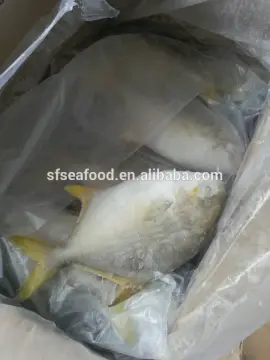 ocean fish pacific fish pomfret