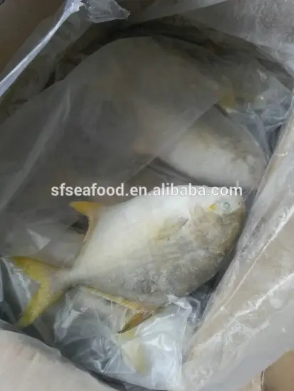 ocean fish pacific fish pomfret