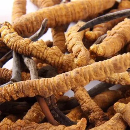 Cordyceps Militaris Extract 1% 98% Cordycepin Powder