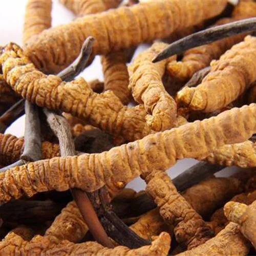 Cordyceps Militaris Extract 1% 98% Cordycepin Powder