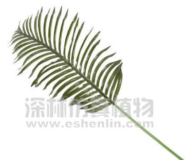 artificial Hawai Kwai leaves plant