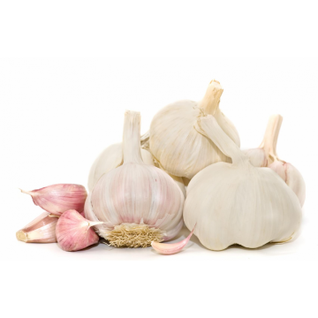 KNOBLAUCH FRISCH 2021 NEUE SAISON