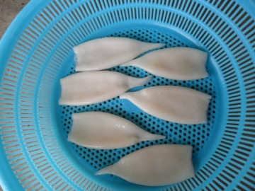 Squid