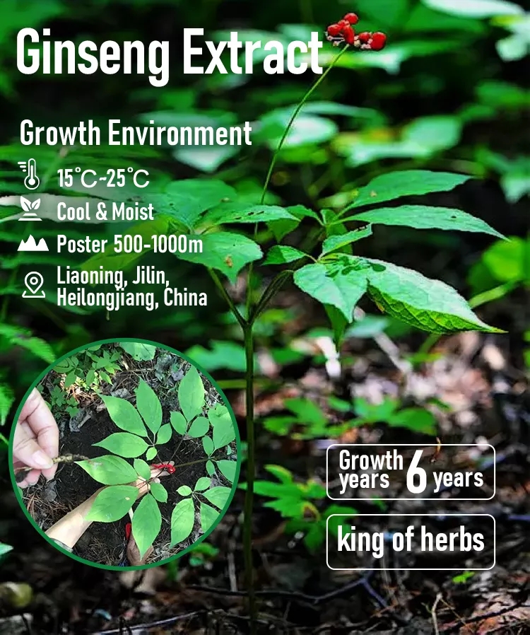 Ginseng Root Extract