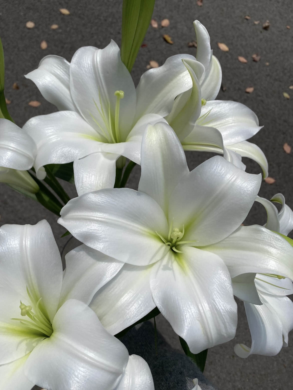 White Trumpet Easter Lily1