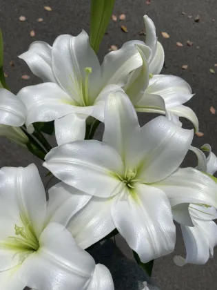 White Trumpet Easter Lily