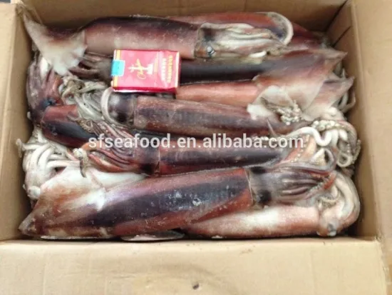 todarodes japenese squid for sale