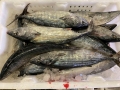 Frozen Auxis Thazard Bonito Skipjack Tamanho de 1 kg