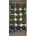 Sedum living plants with low price