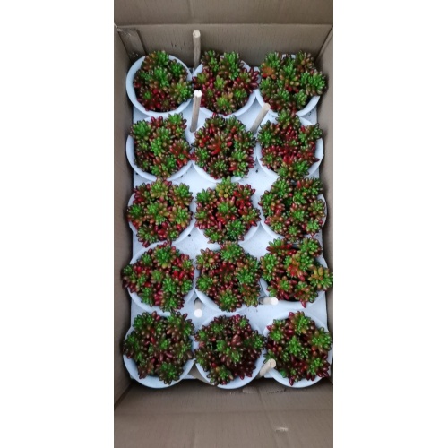 Succulent Sedum living plants with low price Factory