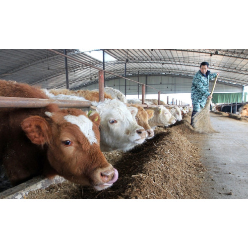 Sal marina refinada para alimentación animal