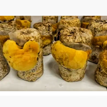 High Quality Natural Organic Phellinus Igniarius Extract Powder