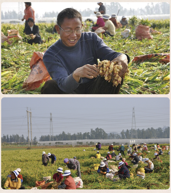 120g box of pure ginger powder