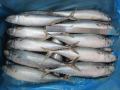 Seafrozen ολόκληρο BQF Pacific Mackerel Fish 200-300G 300-500G