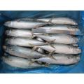 Chinese Frozen Mackerel 300 500gr Pacific For Africa