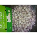 Buy 2020 Fresh Normal White Garlic