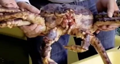 NORWEGIAN KING CRAB